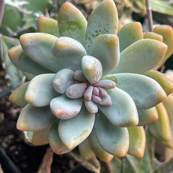 Pachyphytum glutinicaule 3” Moonstones LIVE PLANT