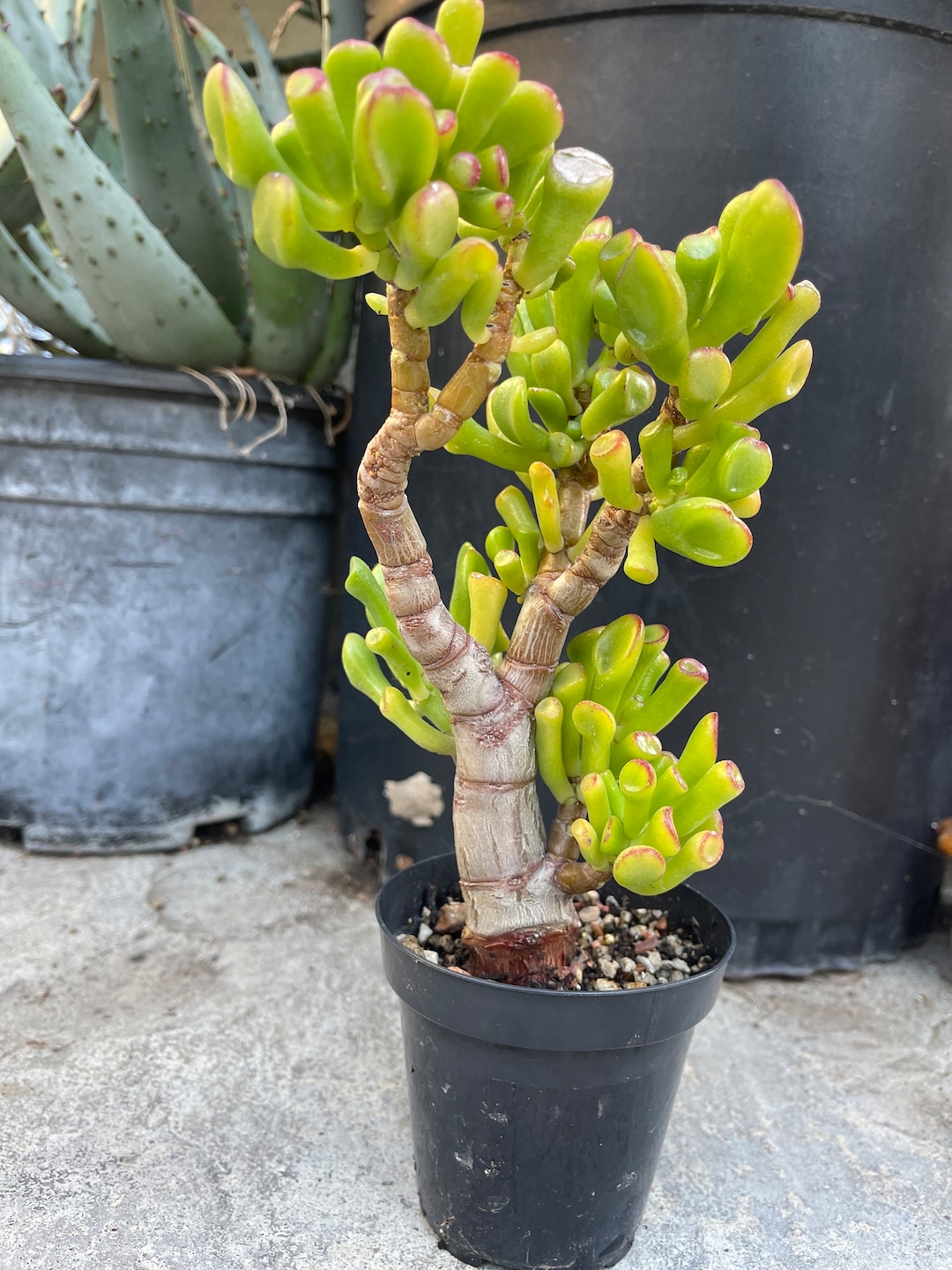 crassula-ovata-gollum-bonsai-live-plant-5-3-etsy