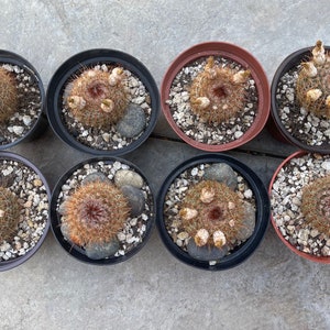 Notocactus schlosseri Cactus 4 LIVE PLANT seed grown image 4