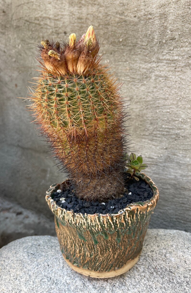Notocactus schlosseri Cactus 4 LIVE PLANT seed grown image 10
