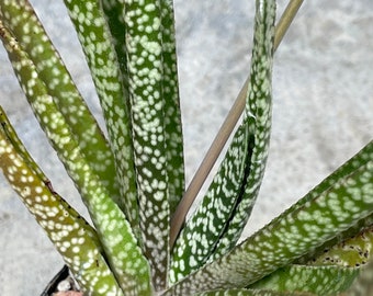 Gasteria verrucosa LIVE PLANT 2.5”