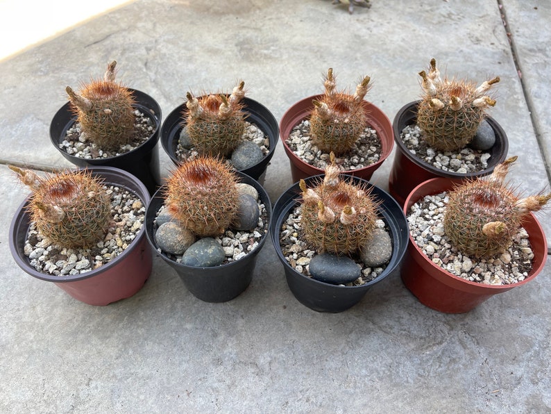 Notocactus schlosseri Cactus 4 LIVE PLANT seed grown image 3