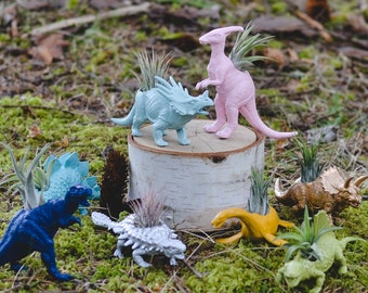 Customize Your Own Small Dinosaur Planter with Air Plant; Home Decor; Desk Accessory; Office Planter; Unique Gift Idea; Planter; D