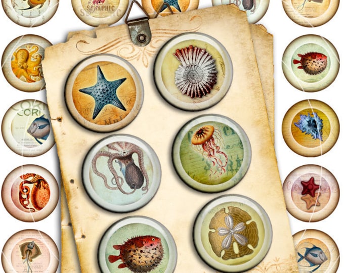 SEA LIFE  digital collage sheet 1.313 inch for button machine jellyfish fish magnet stickers pendant craft instant download tn561