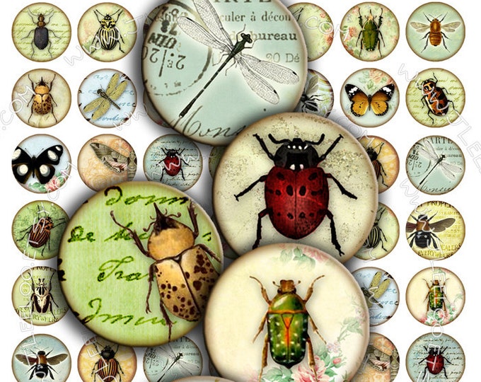 Digital download INSECT 1 inch circle butterfly ladybug coleoptera beetles magnet stickers pendant craft instant download printable tn171