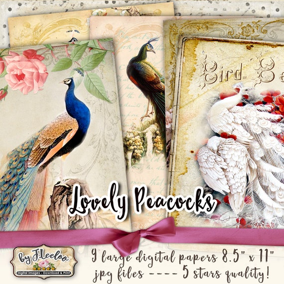 GORGEOUS PEACOCKS 8.5x11 inch large digital peacock papers scrapbook instant download printable Digital collage sheet pp336