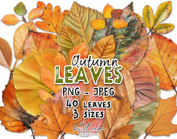 AUTUMN LEAVES 120 Png | Fall leaves clipart | yellow orange fall leaves | Maple Oak foliage for junk journal scrapbooking junk journal cl182