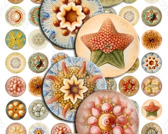 HAECKEL LIFE Printable digital images 1" for round pendants, bezel trays, glass cabochon mountings, cameo settings scrapbook tn234
