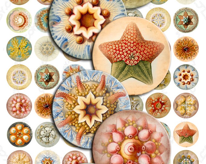 HAECKEL LIFE Printable digital images 1" for round pendants, bezel trays, glass cabochon mountings, cameo settings scrapbook tn234