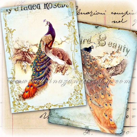 AMAZING BIRDS 5x7 inch digital peacock paper postcard size scrapbook instant download printable Digital collage sheet pp104