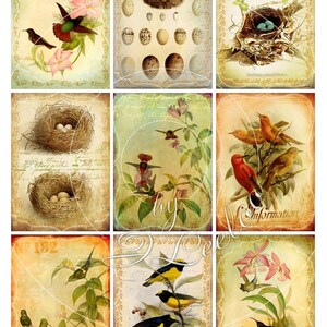 May include: A collage of nine vintage illustrations featuring birds, nests, and eggs. The images are in a rustic style with faded colors and a distressed look. The text "The Greatest Invention of the Age" and "Information" are visible in the collage.