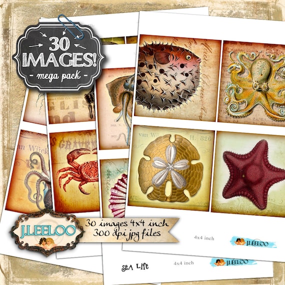 Digital collage SEA LIFE 4x4 inch square ernst heackel coaster greeting cards card making magnets instant download printable qu398