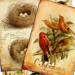 May include: A digital collage of vintage images featuring birds, nests, and eggs. The images are in shades of brown, yellow, red, and green. The text "Special Flights" is at the bottom of the collage.