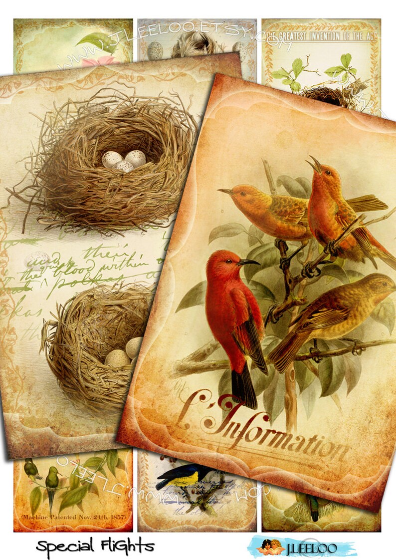 May include: A digital collage of vintage images featuring birds, nests, and eggs. The images are in shades of brown, yellow, red, and green. The text "Special Flights" is at the bottom of the collage.