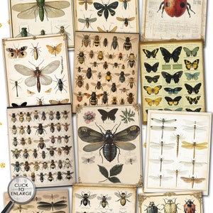 VICTORIAN INSECTARIUM Vintage Pages Collage | Old Naturalistic Charts ...