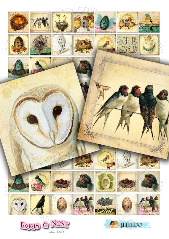 Digital collage EGGS AND NEST 1x1 inch square birds vintage owl swallow for pendant clipart magnet instant download printable qu135