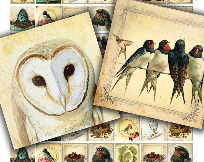 Digital collage EGGS AND NEST 1x1 inch square birds vintage owl swallow for pendant clipart magnet instant download printable qu135