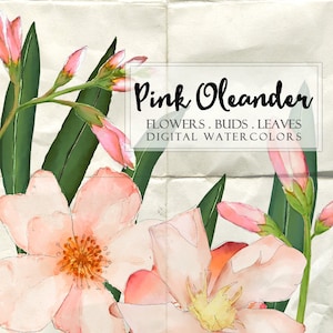 Aquarelas digitais clipart PINK OLEANDER clip art png jpg pintado à mão para scrapbooking convites etiqueta cartão decoração de casa instantâneo wa105