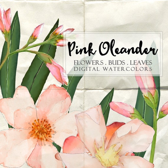 Digital watercolors clipart PINK OLEANDER clip art png jpg hand painted for scrapbooking invitations label card home decor instant wa105