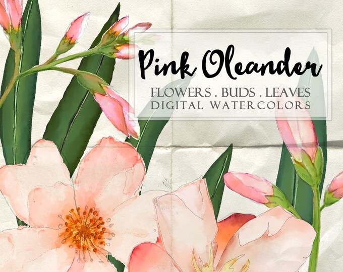 Digital watercolors clipart PINK OLEANDER clip art png jpg hand painted for scrapbooking invitations label card home decor instant wa105