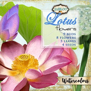 Acquerelli digitali clipart FIORI DI LOTO png jpg per scrapbooking inviti etichette carte carte istantanea dipinta a mano wa101