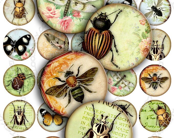 Digital paper INSECT 1.5 inch circle butterfly ladybug coleoptera beetles magnet stickers pendant craft instant download printable tn170
