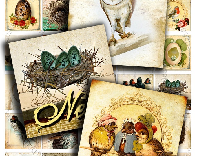 Digital collage EGGS AND NEST 1.5x1.5 inch square bird vintage owl swallow for pendant clipart magnet instant download printable qu251