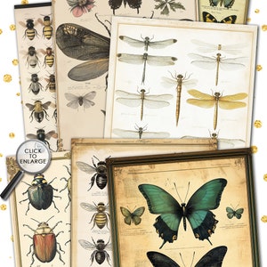 VICTORIAN INSECTARIUM Vintage Pages Collage | Old Naturalistic Charts ...