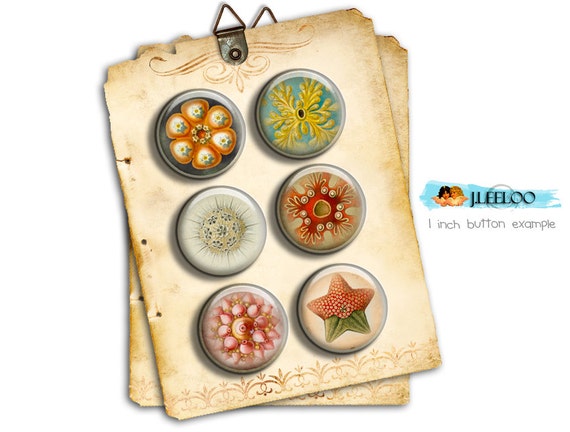 Digital collage sheet HAECKEL LIFE 1.313 inch for button machine printable instant download digital sheet nature tn236