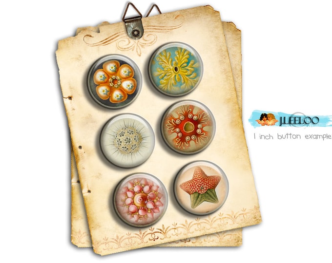 Digital collage sheet HAECKEL LIFE 1.313 inch for button machine printable instant download digital sheet nature tn236