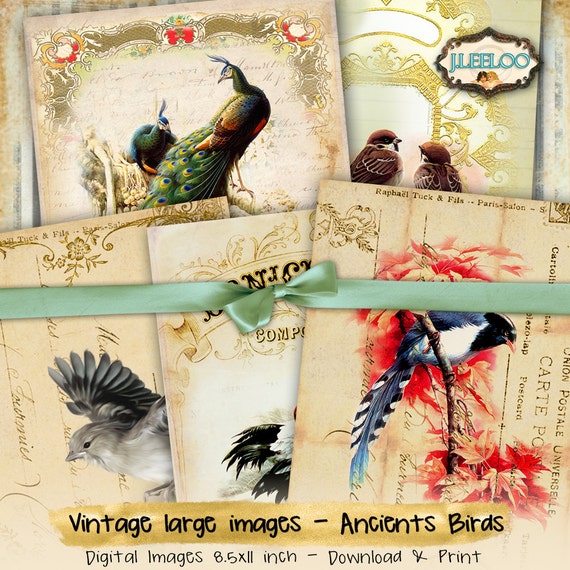 ANCIENTS BIRDS 8.5x11 inch large digital peacock papers scrapbook instant download printable Digital collage sheet pp336