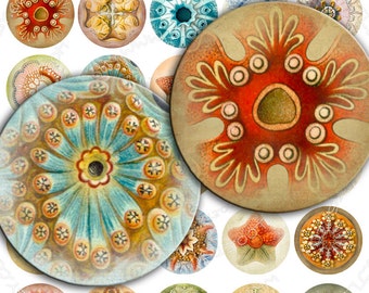 Digital printable HAECKEL LIFE 1.5 inch circle sheets nature digital images for pendant magnet craft instant download tn235