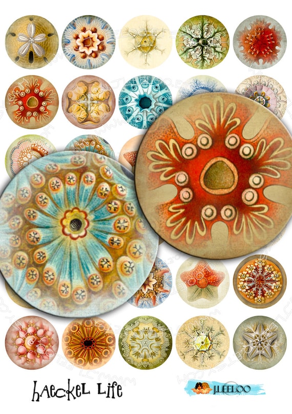 Digital printable HAECKEL LIFE 1.5 inch circle sheets nature digital images for pendant magnet craft instant download tn235