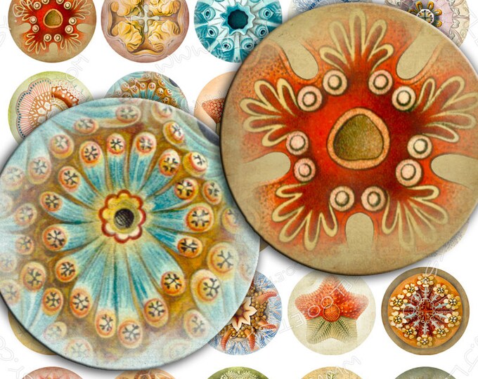 Digital printable HAECKEL LIFE 1.5 inch circle sheets nature digital images for pendant magnet craft instant download tn235