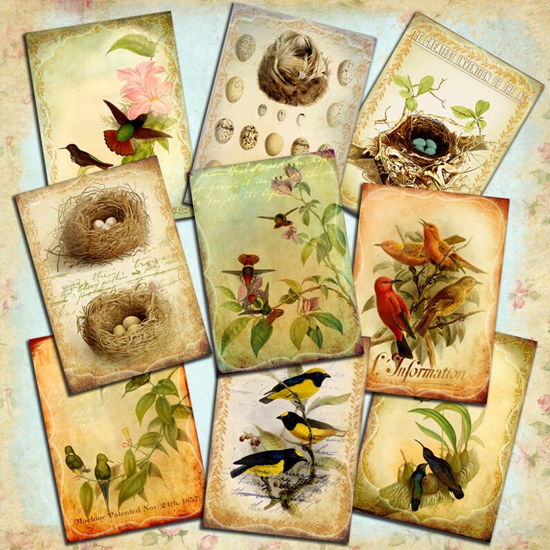 May include: A collection of vintage illustrations featuring birds, nests, and eggs. The images are printed on paper with a distressed, aged look. The images include hummingbirds, robins, and other birds, as well as nests with eggs. The images are perfect for scrapbooking, card making, or other craft projects.
