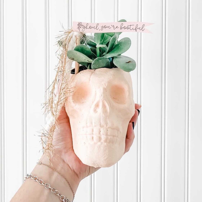 Puede incluir: Una maceta blanca con forma de calavera con una planta suculenta verde creciendo en su interior. La maceta tiene una pancarta rosa que dice "ghoul, you're bootiful".