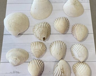 Lot of 12 Natural Lion Paw Scallop Shell Nautical Dish Coastal Seashell Decor