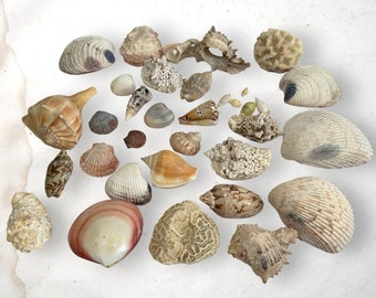 Lot of 30+ various seashells