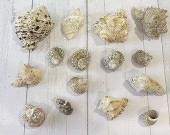 Lot of 15 Sea Shells Beach Decor Crafts Assorted Conches