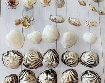 Lot Of 15 hand collected Sea Shells Oyster Cockle Conch Cone Clam