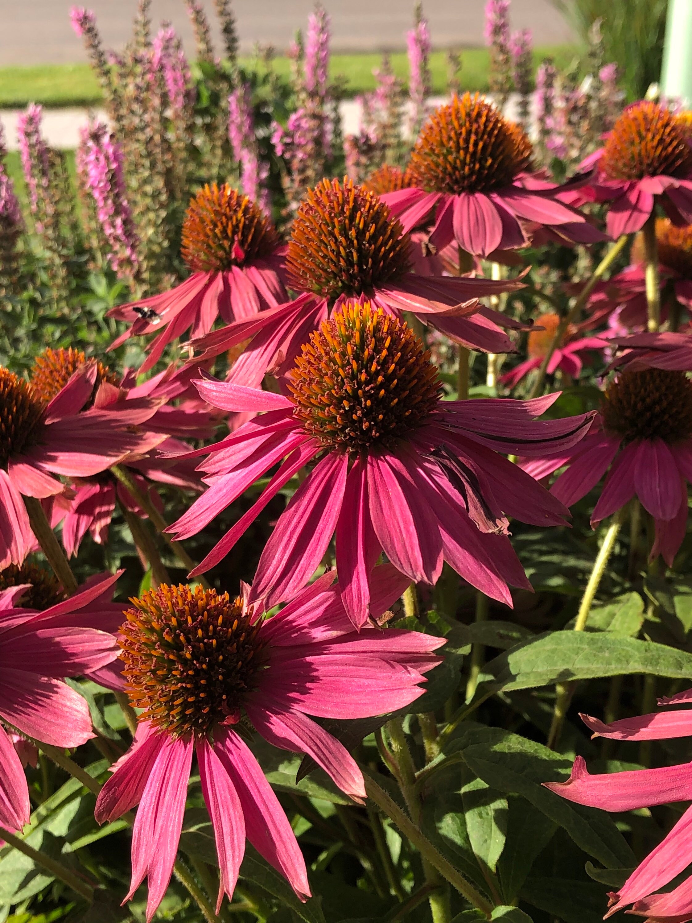 purple coneflower leaves purple coneflower leaves