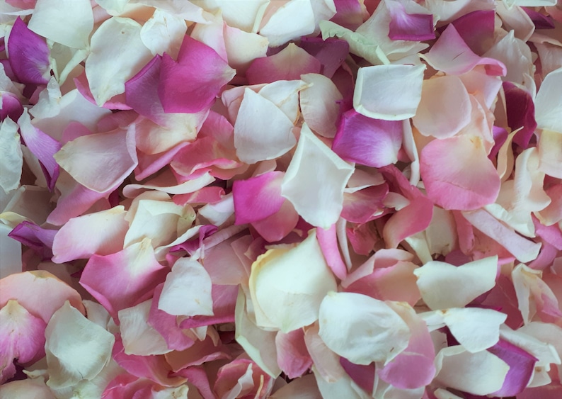 5 Cups Freeze-Dried Rose Petals. Colors: Pink and Ivory. Natural rose petals. Wedding decor petal aisle. image 1