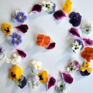 20 pensées comestibles séchées. Haute qualité! adorable pour l'artisanat. Hauts de forme de gâteau.