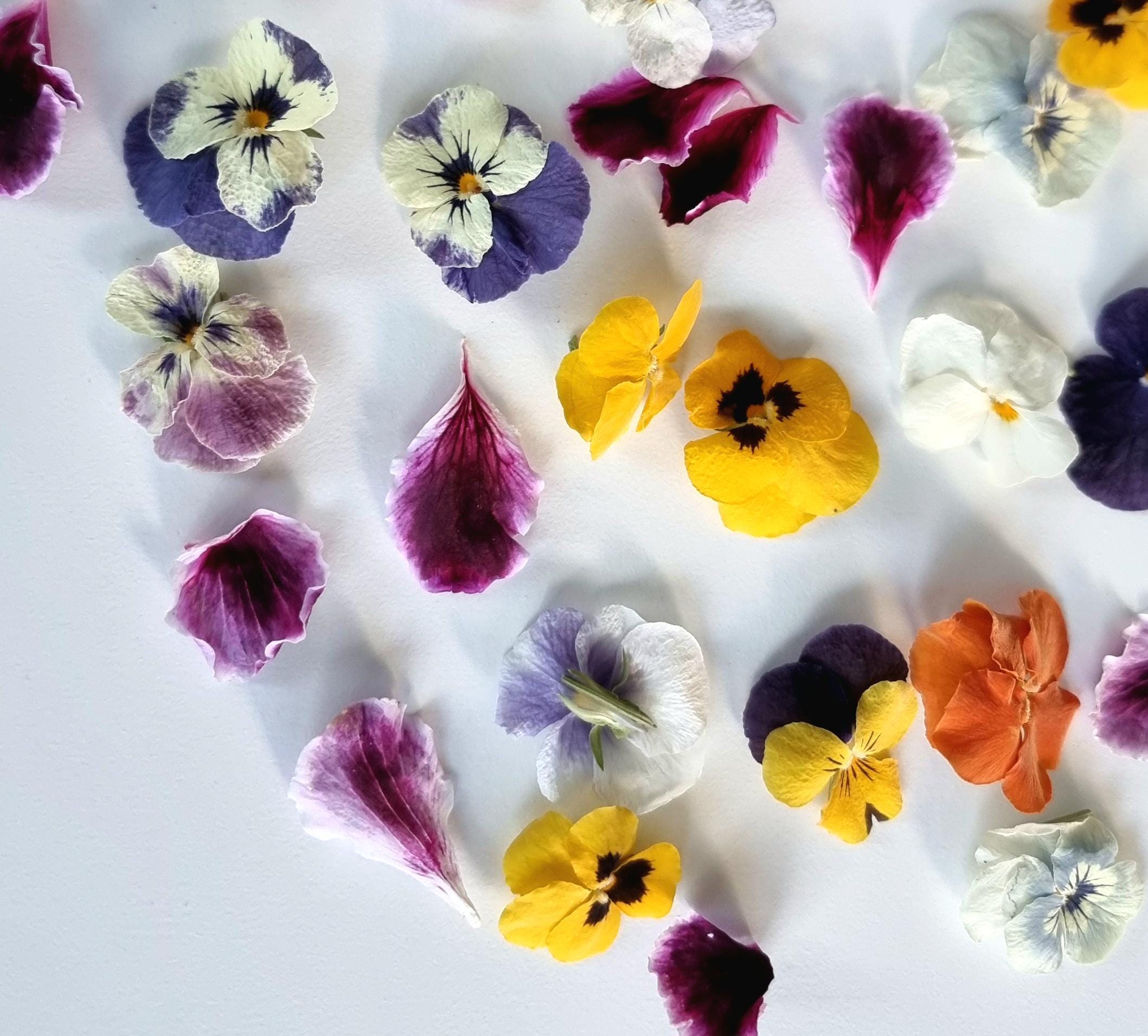 20 flores comestibles liofilizadas - violeta. Alta calidad. Preciosos pensamientos para decorar bebidas y pasteles.