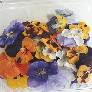 NEW!  Edible Freeze-Dried Viola (Pansy). NO chemicals! Perfect for food decoration, jewelry and crafts. 20 flowers. High Quality!