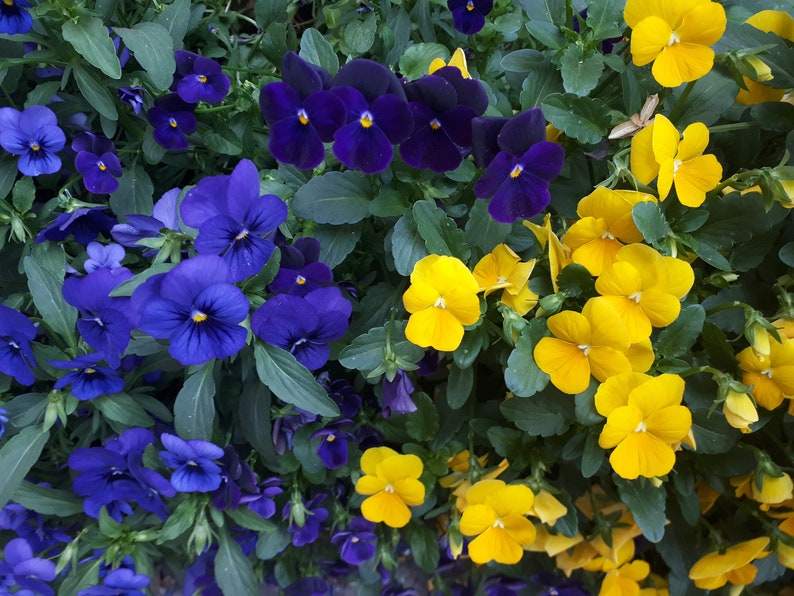20 Edible Dried Pansies. NO chemicals Perfect for food Etsy