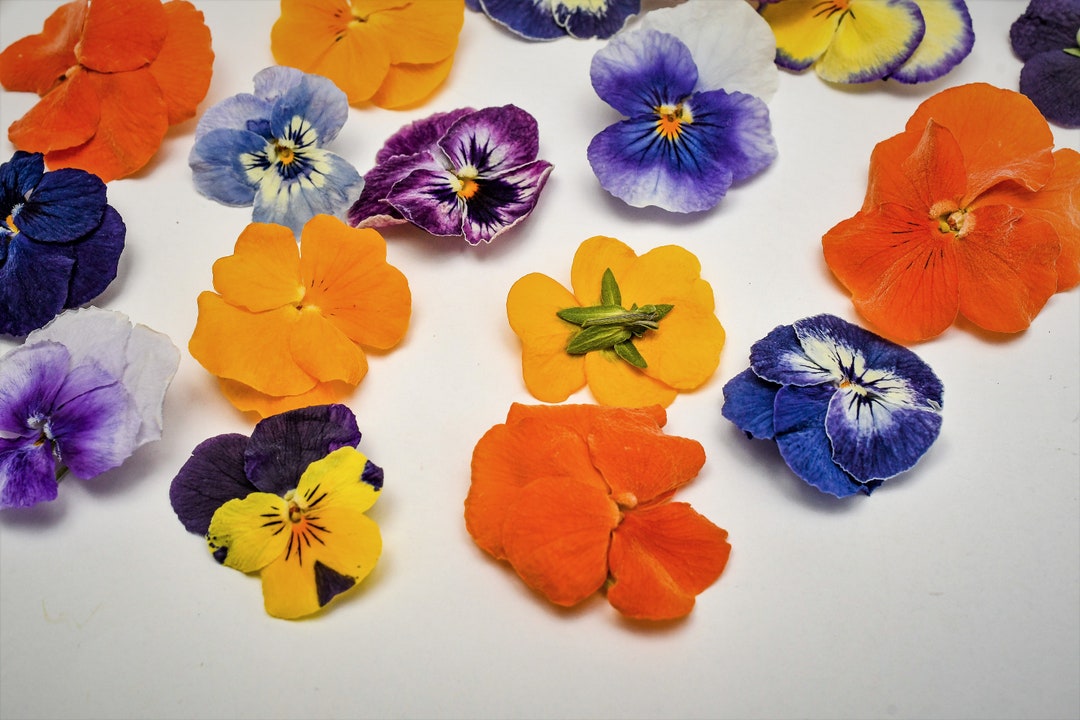 NEW Freezedried Edible Pansies. High Quality 20 Flowers. Etsy