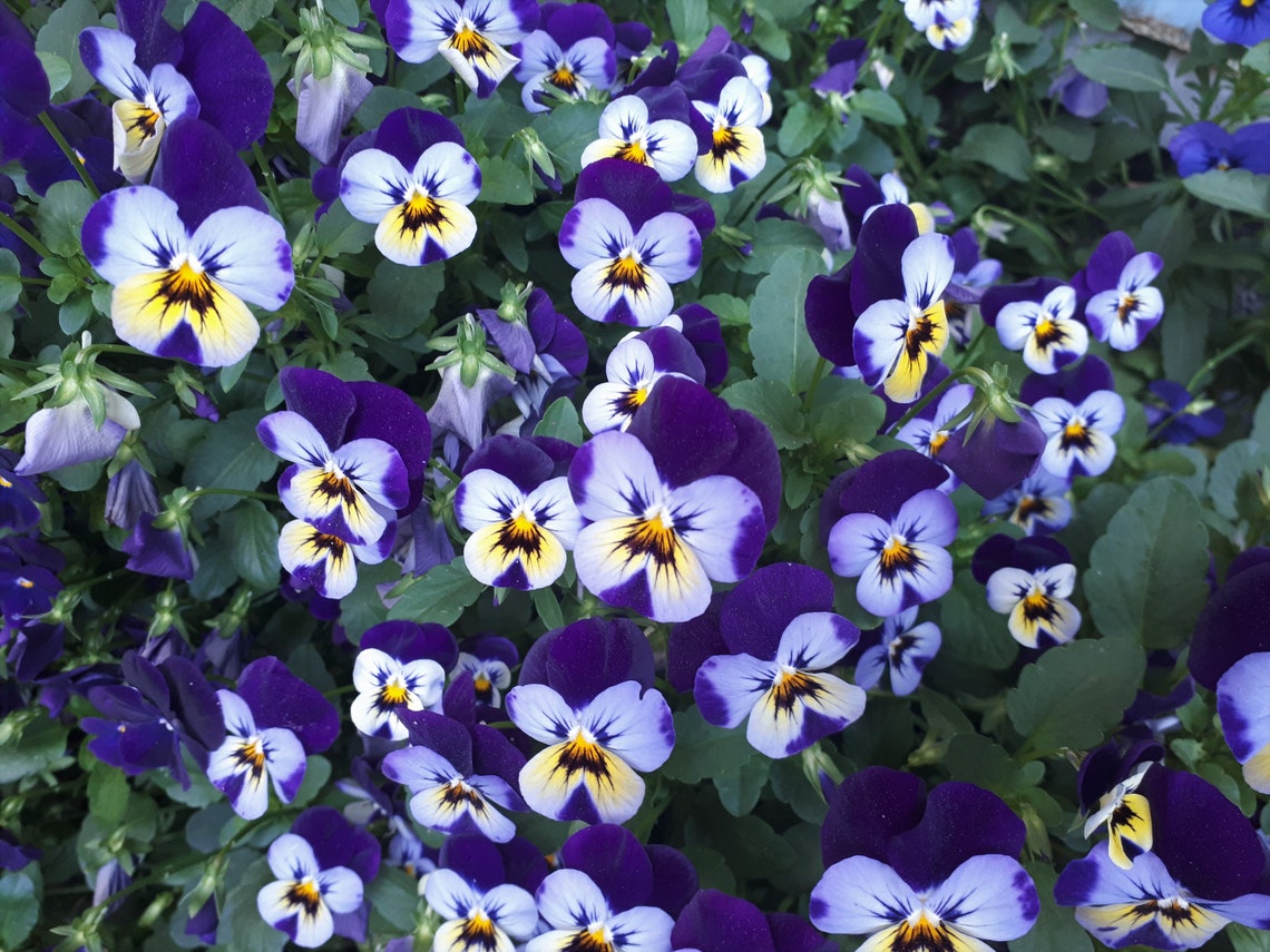 20 Edible Dried Pansies. NO chemicals Perfect for food Etsy