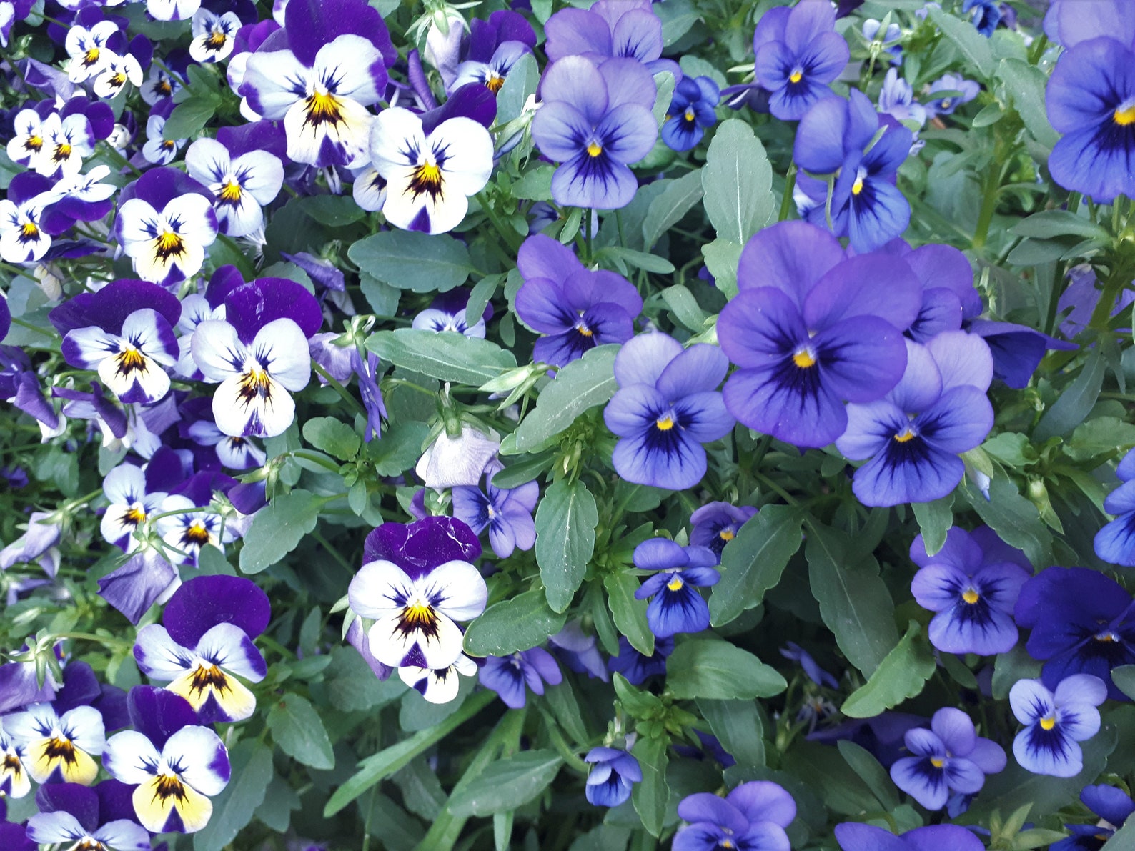 20 Edible Dried Pansies. NO chemicals Perfect for food Etsy