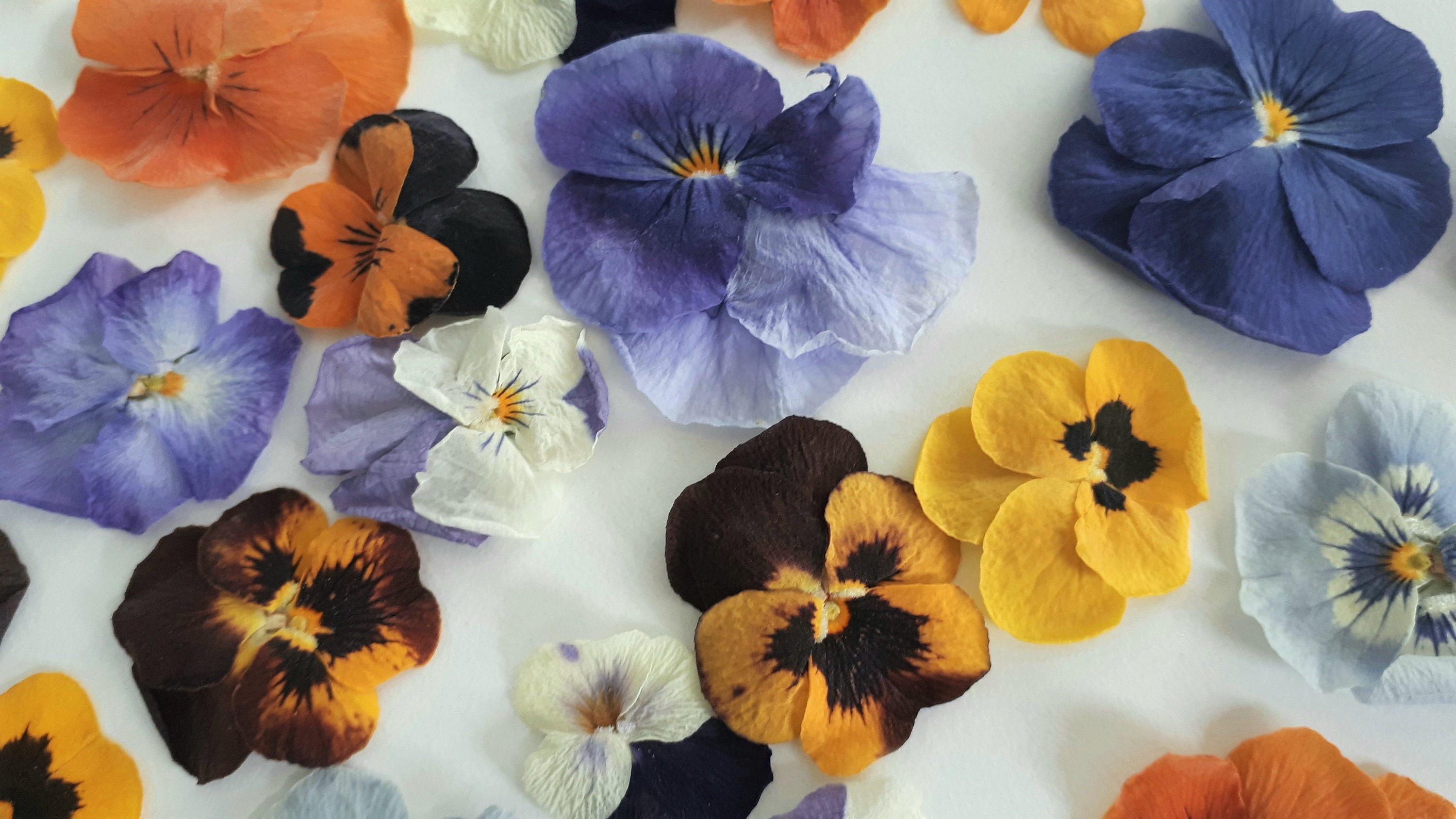 Dried PANSIES. Edible Dried Pansies. Perfect for decorations Etsy